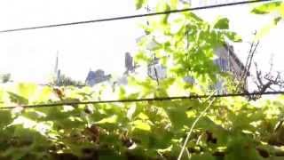 Pretty trellis for mom with wisteria in Lyon, France