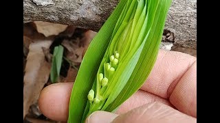 #다양한 산나물들 복습 34-1.#황기 -야생 황기 발견!(2019.04.21)