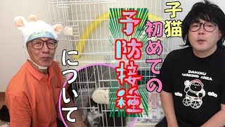 【子猫飼育の不安】初めての予防接種を迎える不安を相談してみた♩ 【cute kitten】【cute cat】 【子猫保護】