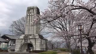 高崎観音山桜祭り　嘉部勇（高崎ビデオクラブ）