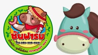 แนะนำวิธีใช้ ข้อดีของมูลไส้เดือน ที่เราผลิตจากมูลม้า.#ซันฟาร์ม