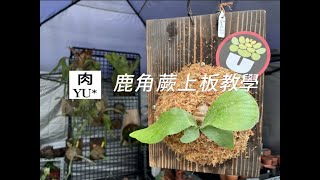 U植*鹿角蕨上板教學