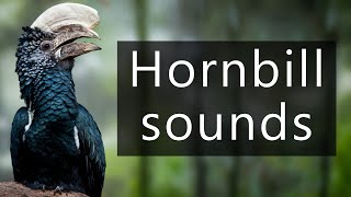 The calls of Silvery cheeked hornbills