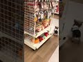 こんなお店増えたらいいな✨ ヨーキー×チワワのmix犬ひまわりさん♡