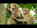 LYBI doesn't allow big female monkey touch newborn disturb he get milk, LYBI stop Nala touch newborn