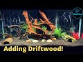 Adding Driftwood to Aquariums | New Aquascapes