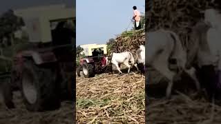 sugar cane carrying view from our feild at Examba town, chikkodi, Belgaum#shorts #youtubeshorts