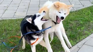 Akita Inu vs Husky / 秋田犬とハスキー