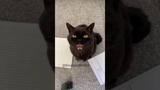 Black cat meowing at me