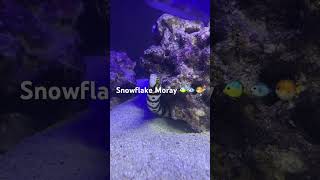 Snowflake Moray Eel | Saltwater eel | Fish Tank