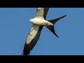 beautiful flight of the swallow tailed kite