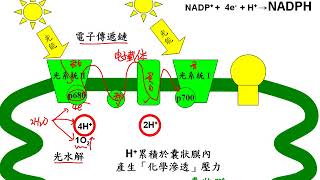 10601高三選修生物ch2 1 08光反應的過程三廉
