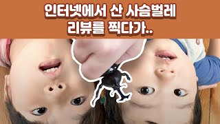 한일부부 - 슬기로운 격리생활 1탄! 인터넷에서 산 사슴벌레 키우기 [해피스튜디오]