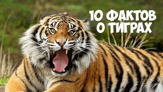 10 интересных фактов о тиграх