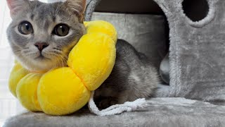 ついに卒業！？エリザベスカラーを外してもらった猫の様子がこちら…！！