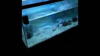 DIY saltwater fish tank / aquarium sump tank