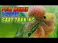 Pola Makan Ikan Louhan Yang Sedang Di Tanning