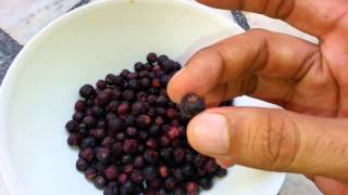 Meet old school time fruit | Phalsa fruit | Falsa Summer fruit introduction  by CK