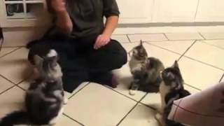 Norwegian forest kittens  Норвежские лесные котики