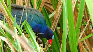 Vivid Color Purple Gallinule Feeding Just A Few Feet Away.