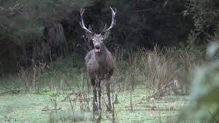 Young Stag Roaring Up Close