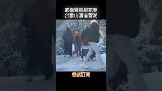 #shorts 武嶺雪樹銀花美 合歡山湧追雪潮 @gtvnews27