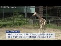 アミメキリンの赤ちゃん誕生 姫路市立動物園で25年ぶり