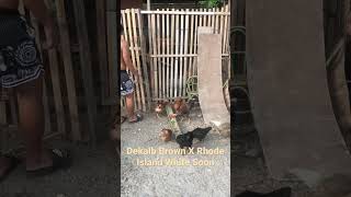 Dekalb Browns Natin Ready Na! #backyardchickens #freerangechickens #browneggs 😭😊😇