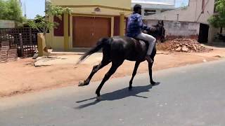 Gallop Horse Riding | galloping on the street