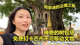 周奈迪Vlog | 大树和塔的爱情故事 打卡芒市保护文物树包塔 | 旅行 | 自驾游 | 云南游 | 云南文物 | 奇特景观 | 佛塔 | 旅行推荐