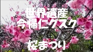 🌸冬の沖縄へお出かけしませんか？世界遺産 今帰仁グスク🌸桜まつり＃沖縄＃世界遺産