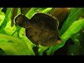 south american leaf fish monocirrhus polyacanthus spawning u0026 fighting