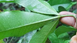 Orange climber(Zanthoxylum asiaticum) herb