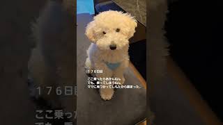 １７６日目　お外雨や-🌦️#子犬#愛犬#トイプードル