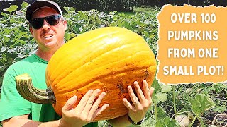 OUR BEST PUMPKIN HARVEST EVER!