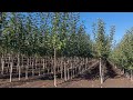 How to Select a Tree from a Nursery