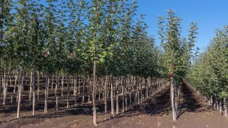 How to Select a Tree from a Nursery
