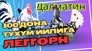 Сертухум Леггорн Далматин 300 та тухум йилига @GayratBaraka #leghorn #tovuq #juja #tuxum #parranda