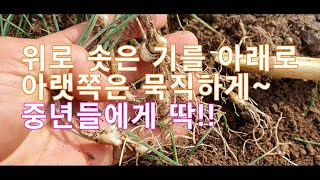 아랫도리를 묵직하게 하고 위로 솟은 기를 아래로 내려주는 약초,, 중년의 스테미너 향상을 위한 맞춤 약초.