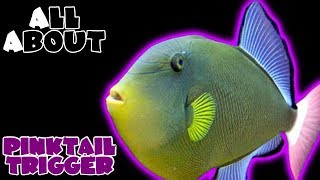 All About The Pinktail Triggerfish