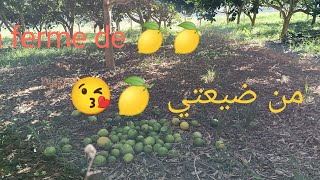 جني محصول ليمون 4 فصول ومعلومات عن الصنف citron 🍋 4 saisons