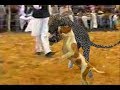 Download Dogs who actually fought leopards - Only in India!!! In Mp4 3Gp Full HD Video