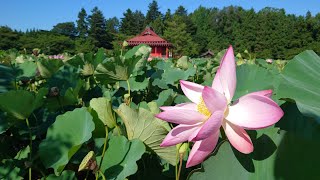 2022年8月22日の猿賀公園蓮の花開花状況【青森県平川市】