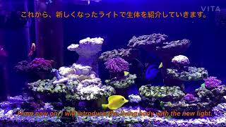 ReefLED購入　Seawater aquarium