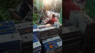 Navi mumbai APMC market Hapus mango packing #shortvedeo #viral