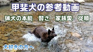 遊びの中で見た甲斐犬の能力-　甲斐犬いち