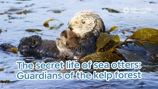 The secret life of sea otters: Guardians of the kelp forest