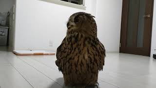 今日のジュニ君🦉