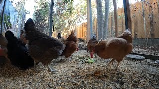 Backyard Chickens Eating Food Scraps Sounds Noises Hens Clucking Roosters Crowing Fun Video!