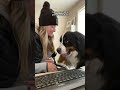 Needy Pup Does This To Get Mom's Attention | The Dodo